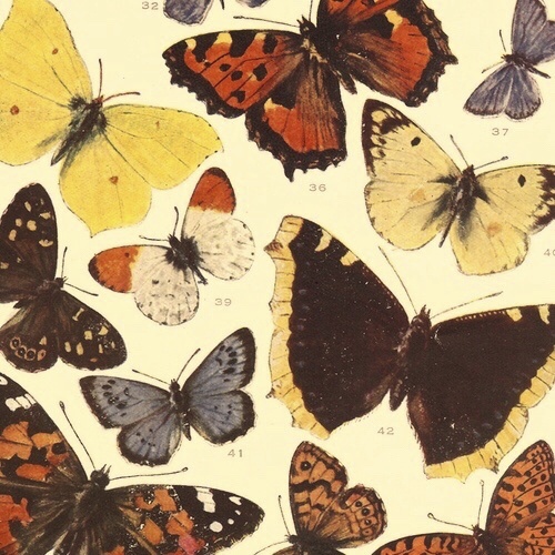 Delicately Fragile