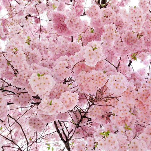 Country Folk : Spring