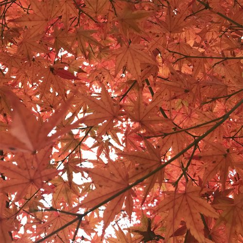 Country Folk : Autumn